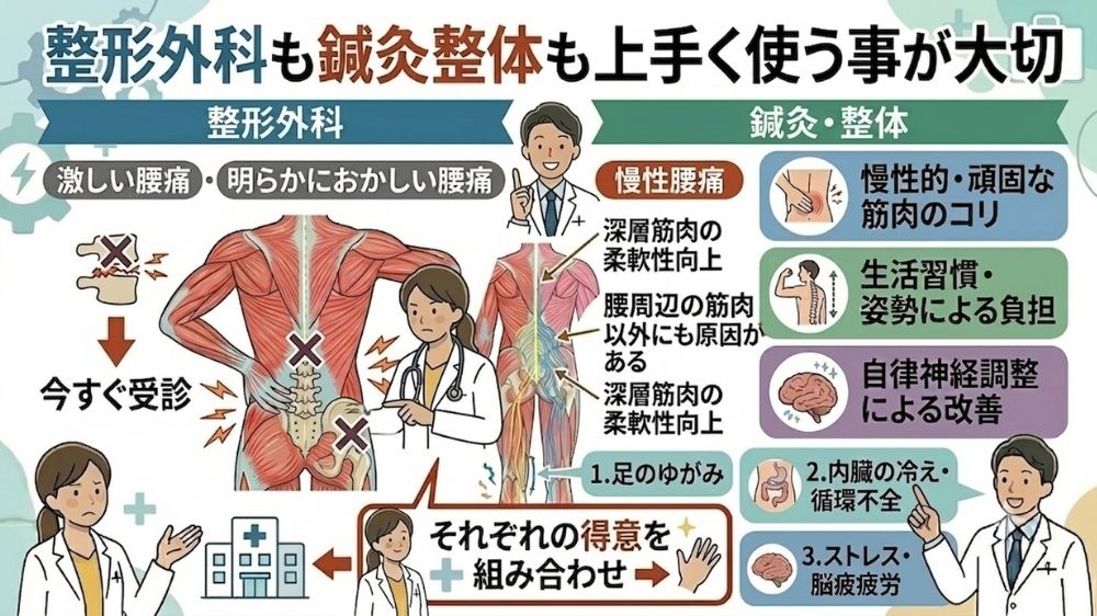 札幌で慢性腰痛でお困りなら鍼灸が有効です！