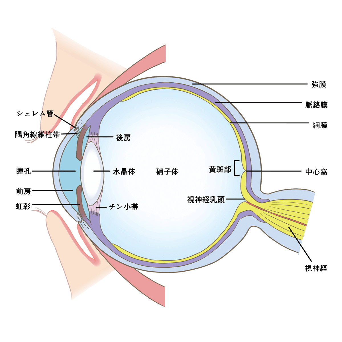 眼精疲労予防の為に目の構造