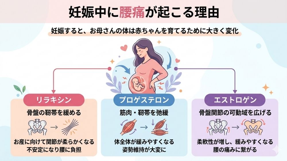 妊婦が腰痛になりやすい特有の原因鍼灸で解消