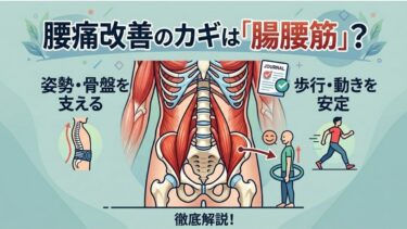 腰痛改善のカギは「腸腰筋」？姿勢・骨盤・歩行まで支える重要筋肉を徹底解説