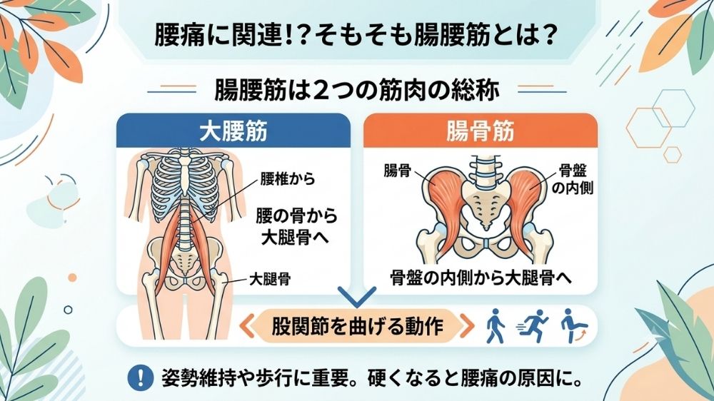 腸腰筋は2種類の筋肉の総称腰痛にならない為に鍼灸を